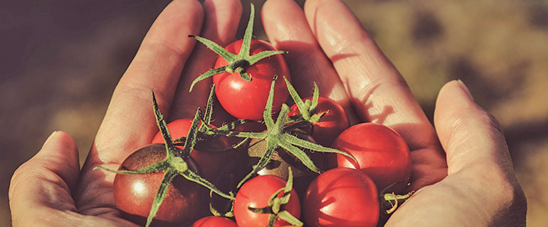 ¡NO al Desperdicio de alimento! Reflexiones sobre el futuro!